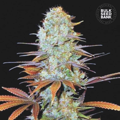 Bulk Seed Bank Sunmango semienka neobsahujú THC 100 ks