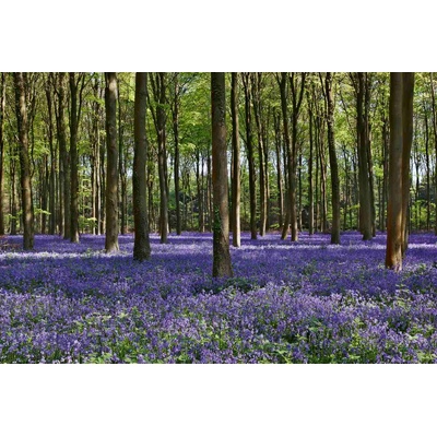 DIMEX ART Флизелинов фототапет горски камбанки 375 x 250 см