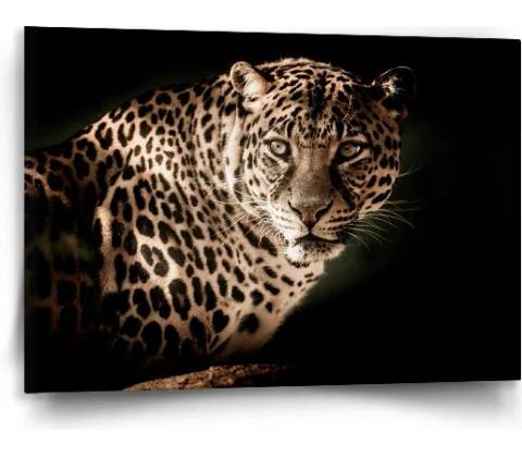 Sablio Obraz Leopard - 90x60 cm