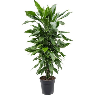 Dracaena janet lind 27x110 cm