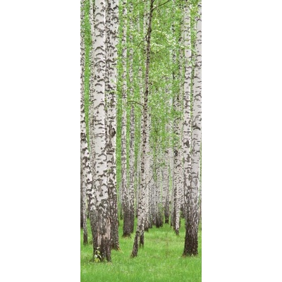 Postershop Fototapeta samolepícíBřízy, rozměry 211x91 cm