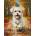 Norimpex - Puzzle Diamant painting: Maltese dog 30x40cm - 1 - 39 piese