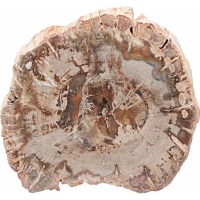 Nefertitis Zkamenělé dřevo leštěný řez 27 NF63911 - cca 10 x 9,1 cm, 208 g