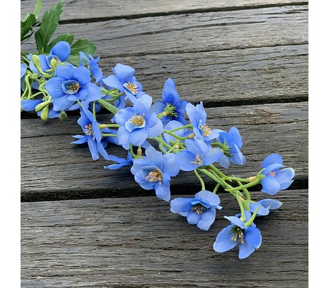 DELPHINIUM MODRÁ 80 cm