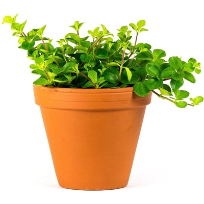 Gardners Peperomia rotundifolia, průměr 10,5-12 cm Peperomie, pepřinec