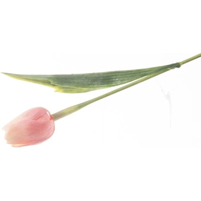 Květina UH tulipán pastelový korálový 40 cm