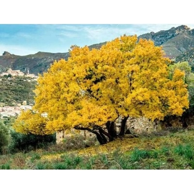 Javor francúzsky (Acer monspessulanum) - výška 20-40 cm, kont. C3L