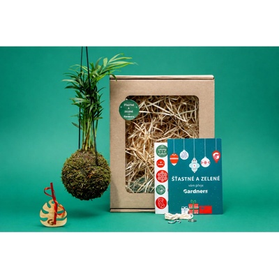 Gardners Vánoční dárková sada - Kokedama Chamaedorea elegans (S) 1 ks
