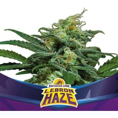 BSF Seeds Lebron Haze XXL AUTO semena neobsahují THC 2 ks