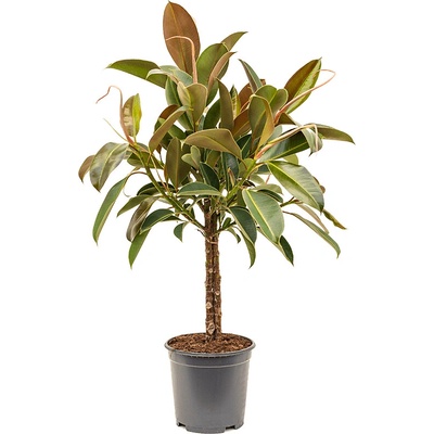 Ficus elastica Melany 27x120 cm