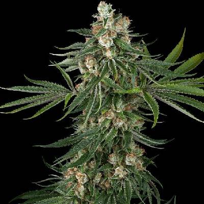 White Label Fallout OG semena neobsahují THC 3 ks