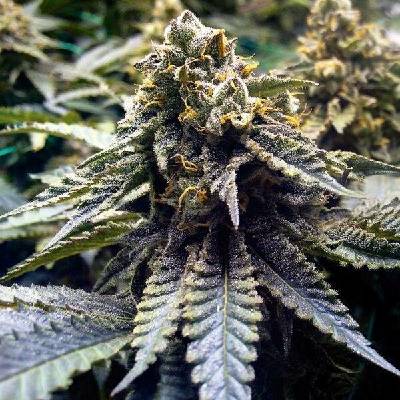 Humboldt Seed Organization Chocolate Mint OG 2.0 semena neobsahují THC 3 ks