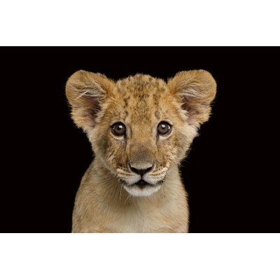 DIMEX ART Флизелинов фототапет малко лъвче 375 x 250 см