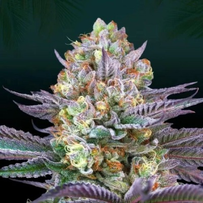 Perfect Tree Tropic´ozz semienka neobsahujú THC 6 ks