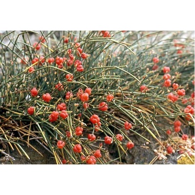 Chvojník čínský - semena - 8 ks - Ephedra sinica - Heureka.cz