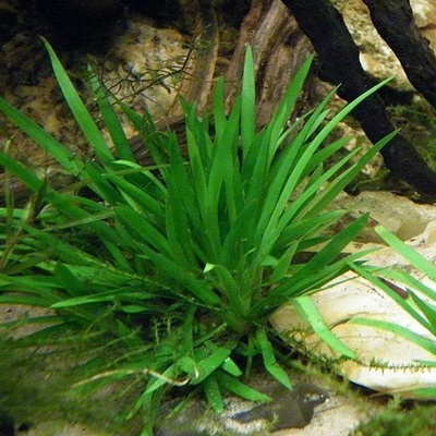 Acorus pusillus