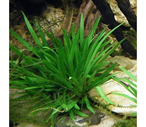 Acorus pusillus
