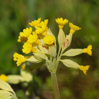 Prvosenka jarní - Primula veris - semena - 50 ks