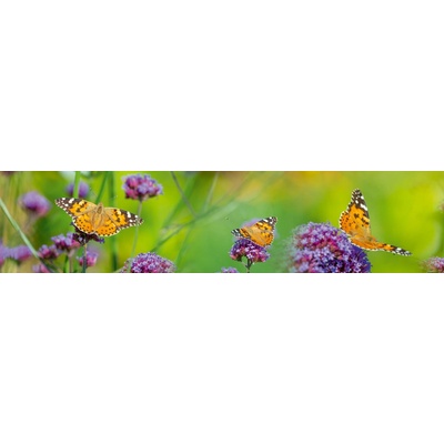 Dimex KI260-113 Fototapeta do kuchyně Butterflies rozměry 260 x 60 cm