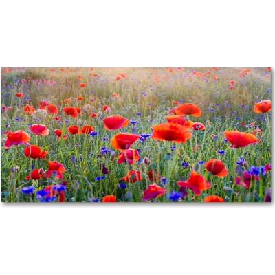 Foto obraz sklo tvrzené Plolní kvety 100x50 cm