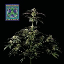 Seedsman Peyote Wi semena neobsahují THC 3 ks