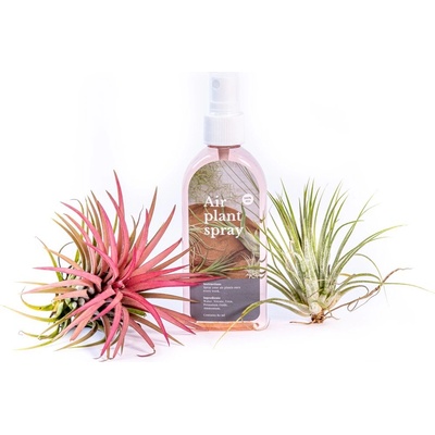 Gardners Set tillandsií s hnojivem Tillandsie, kykatka