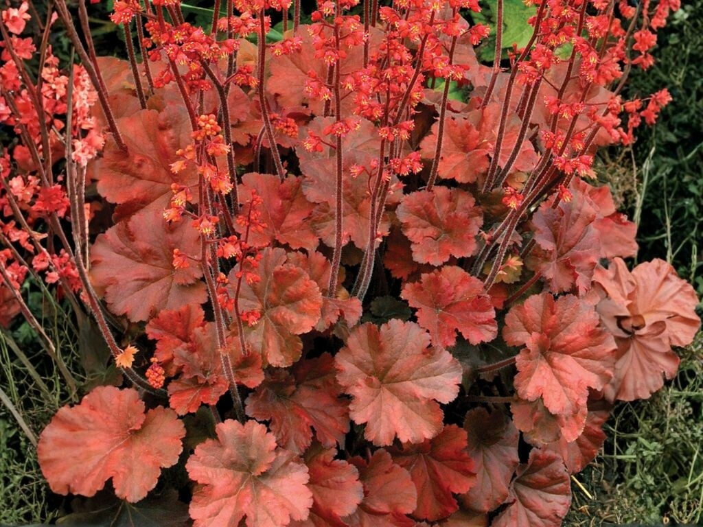 Heuchera Cherry Cola