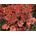 Heuchera Cherry Cola