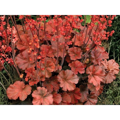 Heuchera Cherry Cola