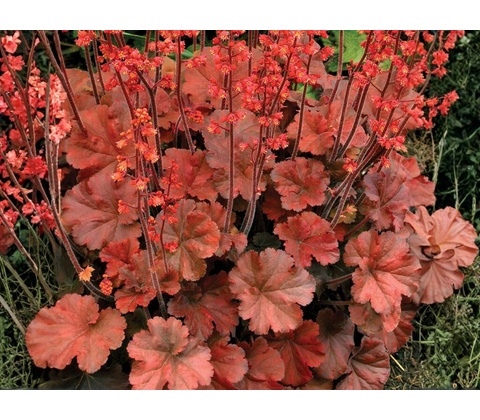 Heuchera Cherry Cola