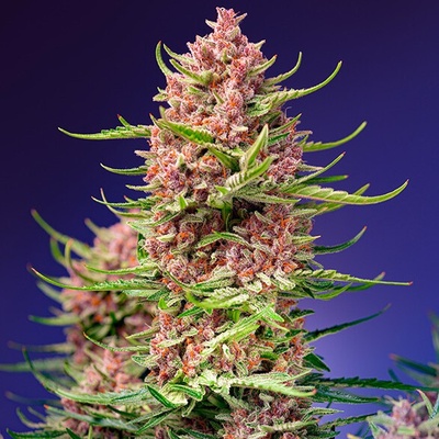 Sweet Seeds Strawberry Cola Sherbet F1 Fast Version semienka neobsahujú THC 25 ks