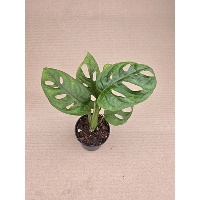 Monstera Adansonii Monkey Leaf 7 cm