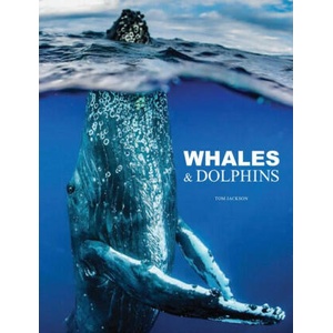 WHALES & DOLPHINS | JACKSON TOM (2024)