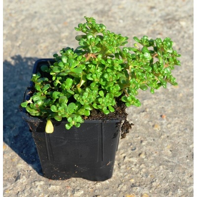Sedum oreganum Velikost hrnku: 0,5 l