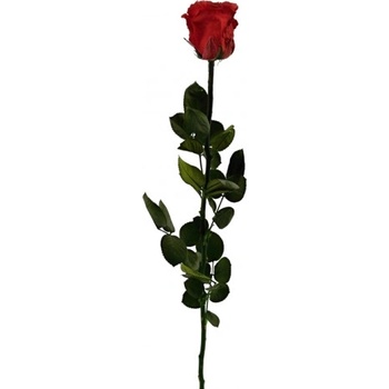 Stabilizovaná ruža - červená