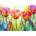 Enjoy - Puzzle Tulip Garden - 1 000 piese
