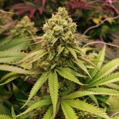 Soma Seeds True OG semienka neobsahujú THC 10 ks