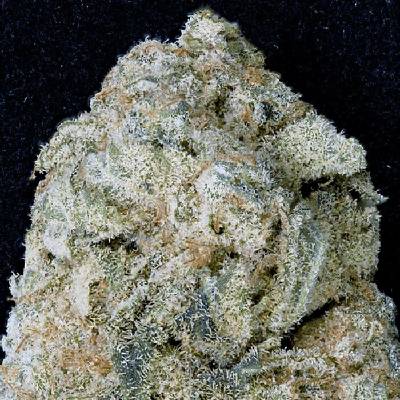 Don Avalanche Seeds Don OG Kush semena neobsahují THC 5 ks