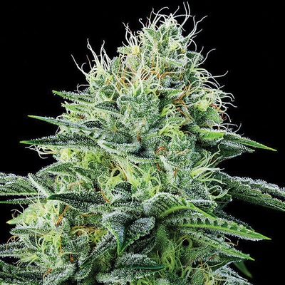 Anesia Seeds Auto Strawberry Banana semienka neobsahujú THC 3 ks