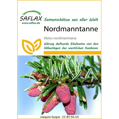 Saflax Jedľa Nordmannova 1 bal.