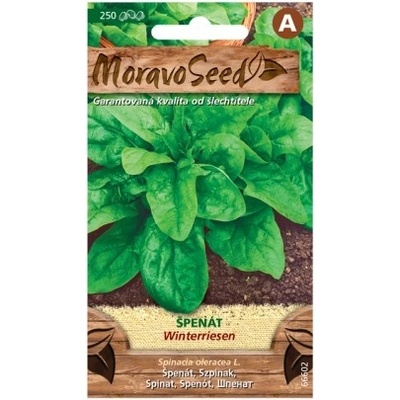 MoravoSeed Winterriesen špenát 250 ks
