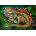 Cherry Pazzi - Puzzle Incredible Iguana - 500 piese