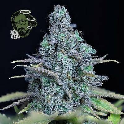 SEEDSMAN Jack Herer semena neobsahují THC 3 ks