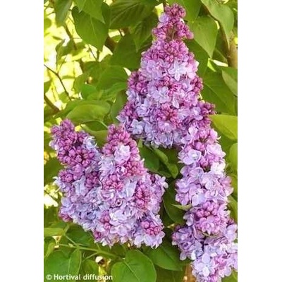 GREENBOSS FLOWER Šeřík obecný 'Pamiec Wawilowie' 4l