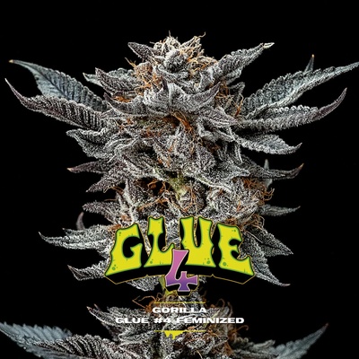 BSF Seeds Gorilla Glue #4 semena neobsahují THC 2 ks