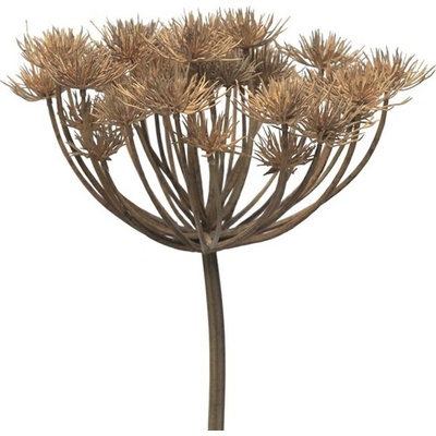Bolševník (velkolepý) - Heracleum šedý/hnědý 98 cm