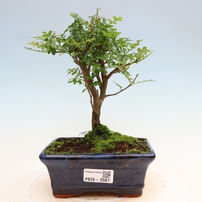 e-bonsai Pokojová bonsai - Zantoxylum piperitum - pepřovník