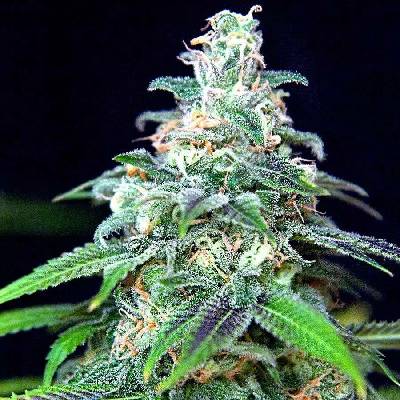Ministry of Cannabis AUTO Mandarin haze semena neobsahují THC 25 ks