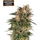 Seedstrockers Northern Lights AUTO semena neobsahují THC 3 ks