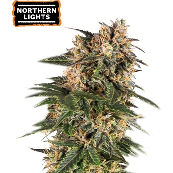 Seedstrockers Northern Lights AUTO semena neobsahují THC 3 ks
